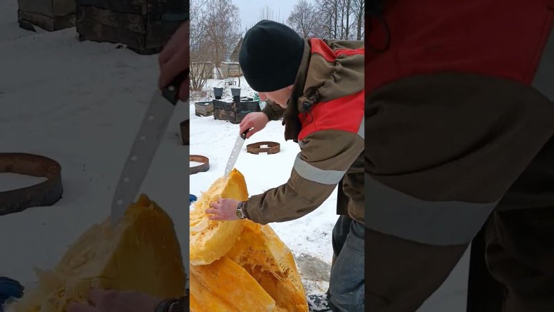 Отрезал маленький кусочек от тыквы на пробу. Гигантская тыква. Блог о даче.