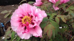 Tree Peony 'Baron Thyssen' - Rockii Hybrid - www.peonyshop.com