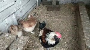 Фавероль лососевая, обзор породы!