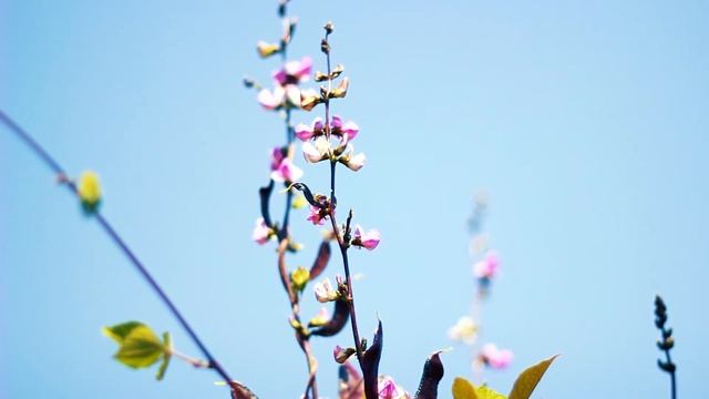 Редкий цветок. Гиацинтовые бобы цветут | Футажи красивая природа [FullHD] смотреть онлайн