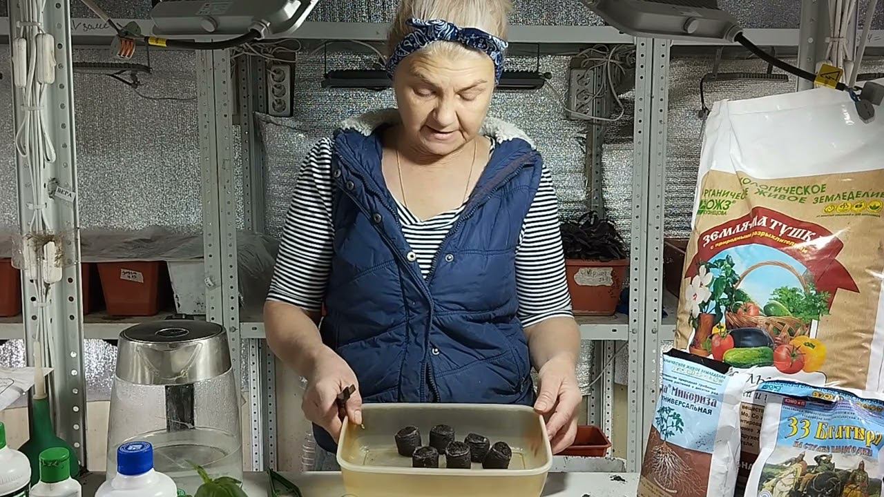 Посадка петуньи в торфяные таблетки. Как правильно сажать петуньи.