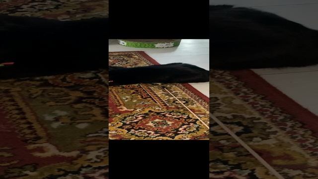 Мои любимцы..❤️