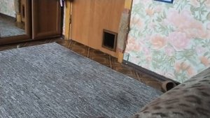 Как наказать кота? 😿🐱🤔