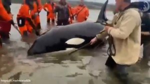 Спасение малыша касатки