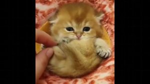 Милые котята, кошечки и котики