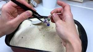 Как СУШИТЬ ВАСИЛЬКИ? ??? How To Dry CORNFLOWERS? ?