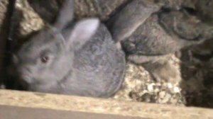 ЧЕМ КОРМИМ КРОЛИКОВ  КРОЛЬЧАТАМ ОДИН МЕСЯЦ ЖИЗНЬ НА КРАЙНЕМ СЕВЕРЕ ЯМАЛ ГОРОД ЗА ПОЛЯРНЫМ КРУГОМ