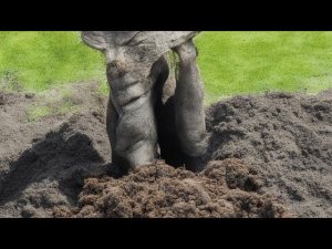 Органика Для Навозного Червя