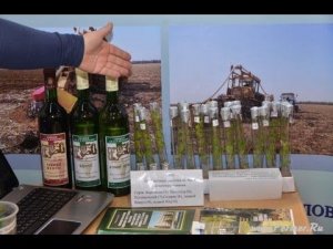Северное и южное виноградарство