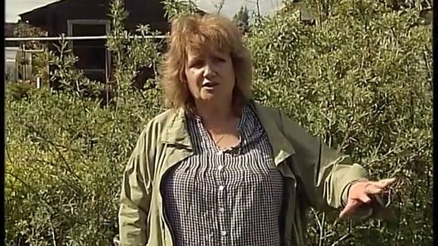 Моя дача -51 (1.07.15) смотреть онлайн