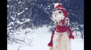 Английский сеттер Описание породы