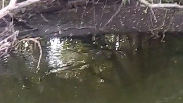 Невідома пташка. Неизвестная птица. Unknown bird. смотреть онлайн