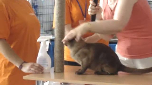 Бурма. WCF-ring Adult, Burmese showman :) смотреть онлайн