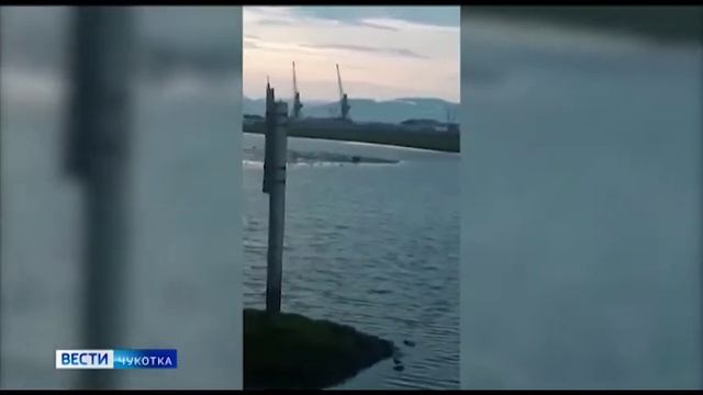 Медведь пришел в город смотреть онлайн