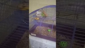 Качество подстилок для крыс.