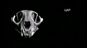 Ты живёшь в этой стране (БОЛЬШОЙ ВЫПУСК)