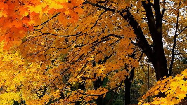 Etude for Flute by Carl Joachim Andersen смотреть онлайн