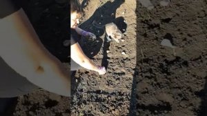 супер приспособление для посадки чеснока