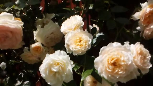 Роза плетистая Джинджер Силабуб  Сильный запах.3м  #Ginger #Syllabub #Харкнесс2000