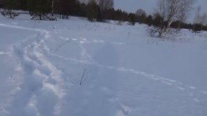 Охота на тетеревов на лунках.