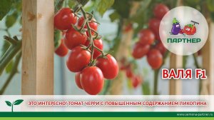 ЭТО ИНТЕРЕСНО! ТОМАТ С ПОВЫШЕННЫМ СОДЕРЖАНИЕМ ЛИКОПИНА – ЧЕРРИ ВАЛЯ F1