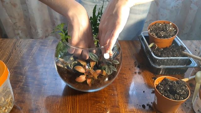 Флорариум. Какая форма вазы лучше. смотреть онлайн