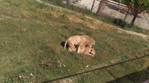 Тайган парк для взрослых!!!