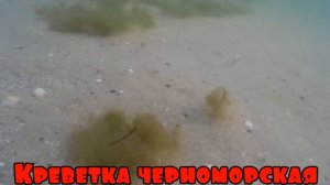 Дайвинг.Подводная съемка. Прибрежные обитатели Черного моря.Diving in the Black sea.