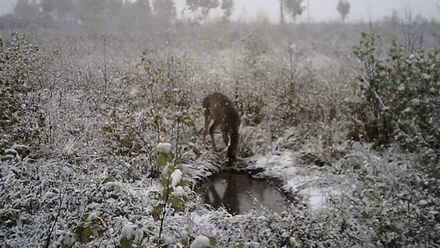Фотоловушка НС-300М смотреть онлайн