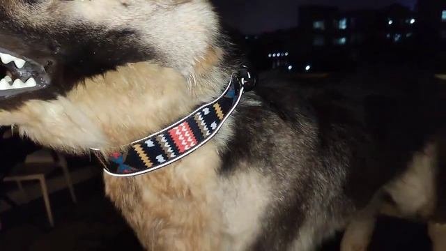 Светоотражающий ошейник для собак
