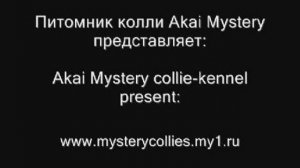 11.04.2009 Монопородная выставка колли класса КЧК, город Уфа