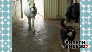 Бордер-колли - коневод. Видели видео? Фрагмент выпуска от 11.08.2019