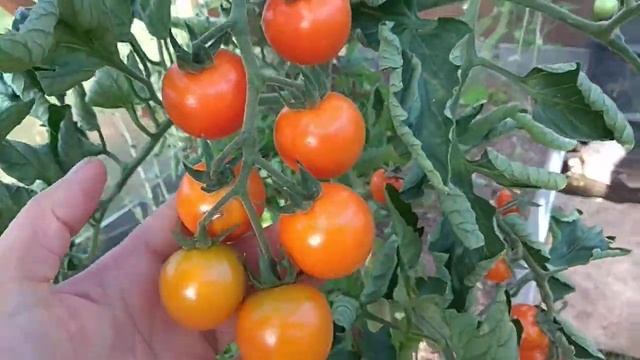 Томаты черри" Кира."