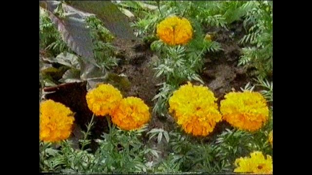 2009г., Облагораживание п.Качар.mp4