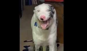 Смешные приколы Февраль 2023 #135