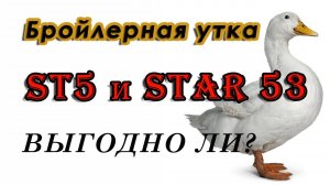 БРОЙЛЕРНАЯ УТКА ST5 И STAR 53, выгодно или нет.  Принимаю заявки на мясного бройлера.