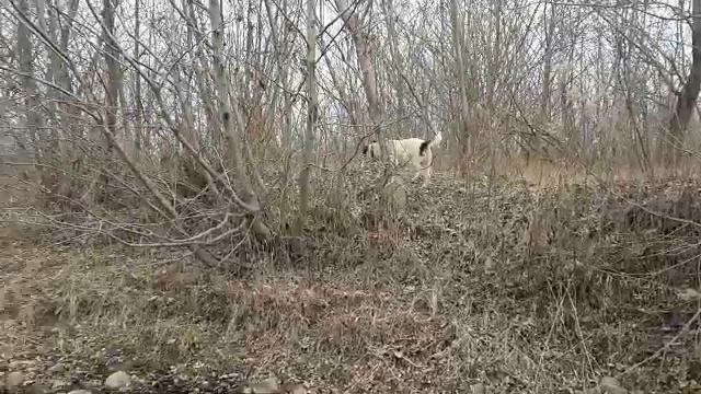 Как содержать коз зимой/ Содержание коз зимой.