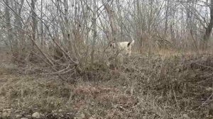 Как содержать коз зимой/ Содержание коз зимой.