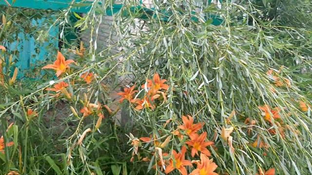 Дача,отдых. смотреть онлайн