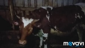 ПЕРЕВОД ТЕЛЯТ НА ЗЦМ ЛЕГКО И ПРОСТО !