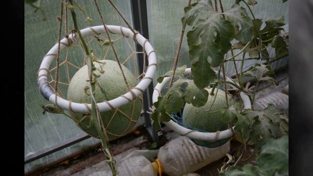 Арбузы 2021 года Итоги 2 часть смотреть онлайн