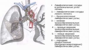 Как чистить лимфу