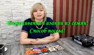 Выращивание Газании из семян