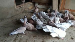 Мраморные Бакинские Голуби!  Обзор самок, разделил самцов от самок!