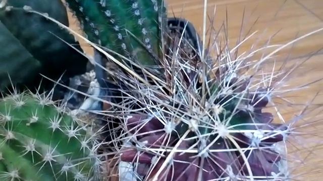 Сеянцы кактусов, нужна им зимовка? смотреть онлайн