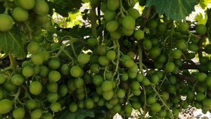 Последняя обработка винограда перед сбором урожая.