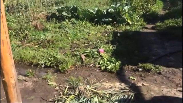 Куда пропали? Что случилась?  Дела огородные.