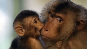 Маймун мучал йили (Эркак ва Аёл(қизлар)) Maymun muchal yili.