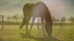 ASMR АСМР: Звук лошадей, стук копыт. The sound of horses, the sound of hooves.