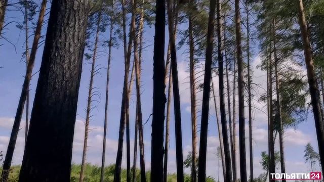 «Специальный репортаж». Защита леса от пожаров 12.07.2022